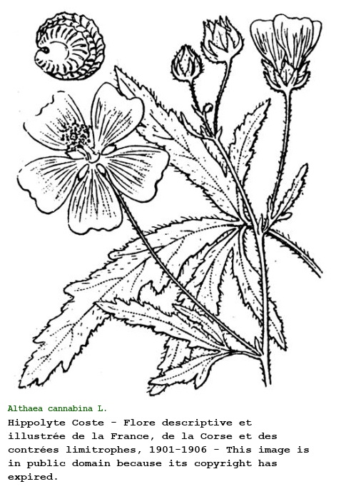 Althaea cannabina L.